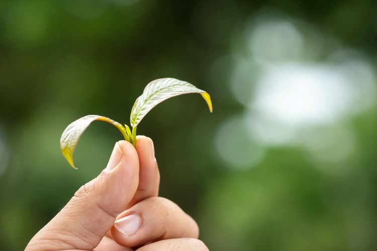 holding fresh small kratom leaf in hand between fingers