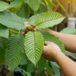 Person showcasing large kratom leaves on a growing tree