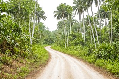 bali jungle road